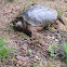 Snapping turtle