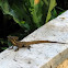 Jesus Christ Lizard