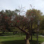 Coral tree