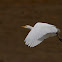 Garcilla bueyera (Cattle Egret)