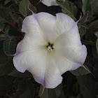 Jimson weed