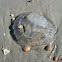 Moon Jellyfish