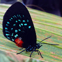 Atala