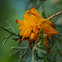 Cedar Apple Rust