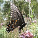 Black Swallowtail, female
