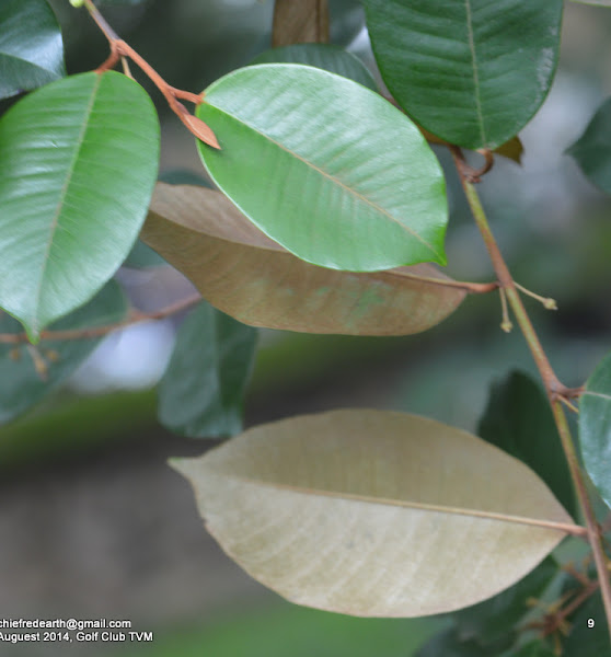 Milk Fruit Tree In Kerala atelieryuwa.ciao.jp