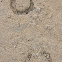 Horse Hoofprint