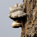 Tinder Fungus, Hoof Fungus, Tinder Conk, Tinder Polypore or Ice Man Fungus