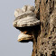 Tinder Fungus, Hoof Fungus, Tinder Conk, Tinder Polypore or Ice Man Fungus