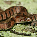 Northern Water Snake