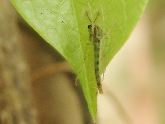 Spotting Image 1