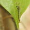 Non-biting midges