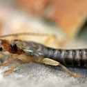 Earwig
