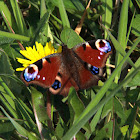 dagpauwoog (Aglais io)