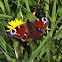 dagpauwoog (Aglais io)