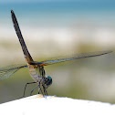 Blue Dasher Dragonfly