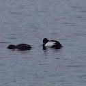 Goldeneye