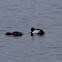 Goldeneye