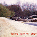 Mountain Lion