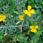 Erysimum
