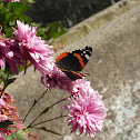 Red Admiral