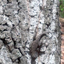 Eastern Fence Lizard