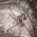 Wolf spider