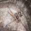Wolf spider