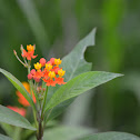 Milkweed