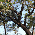 Live Oak