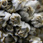 Acorn Barnacle