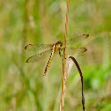 Needham's skimmer dragonfly