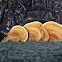 Turkey Tail Mushroom