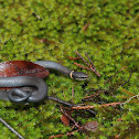 Ring-necked Snake