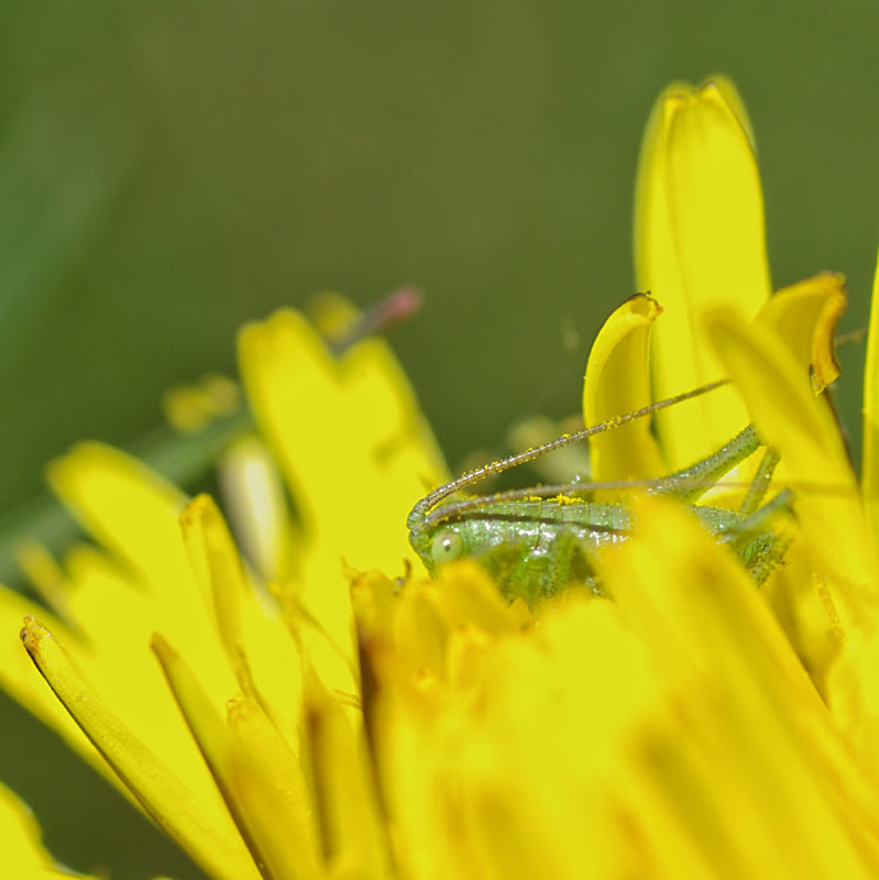 http://lh3.ggpht.com/FotosByMe/SCC88Ufdz0I/AAAAAAAAELo/2io7ibgmCoE/s800/IMGP7214_lzn.jpg