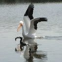 Pelican, Cormorant, Coot & Fish