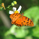 Passion Butterfly
