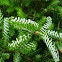 Abies koreana 'silberlocke' (Abeto de Corea. Korean fir)