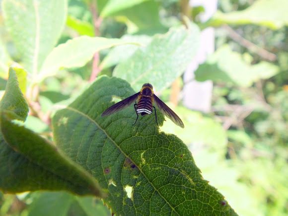 Spotting Image 1
