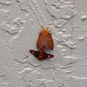 Pink-Striped Oakworm Moth