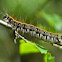 Eastern Tent Caterpillar