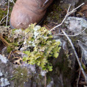 Dragon Cladonia