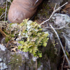 Dragon Cladonia
