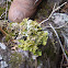 Dragon Cladonia