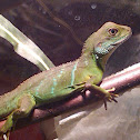 Chinese water dragon