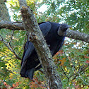 American Black Vulture