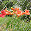 Trumpet Creeper