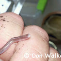 Plains Blind Snake