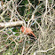 Northern Cardinal (immature male)