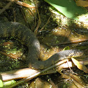 Florida Banded Water Snake